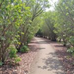 Découvrez la forêt de Ben Khalifa en Algérie : localisation précise aux coordonnées 36.443588, 6.026489